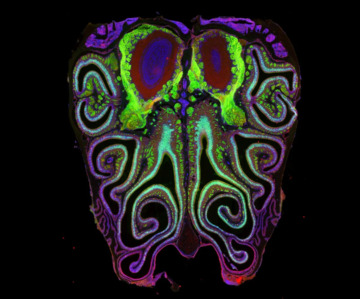 Turns Out Your Nose Has a Secret Map, and Scientists Just Found It