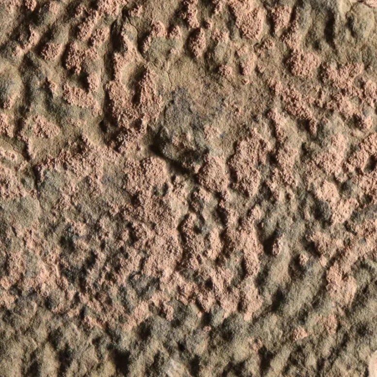 Microbial Wrinkle Structures