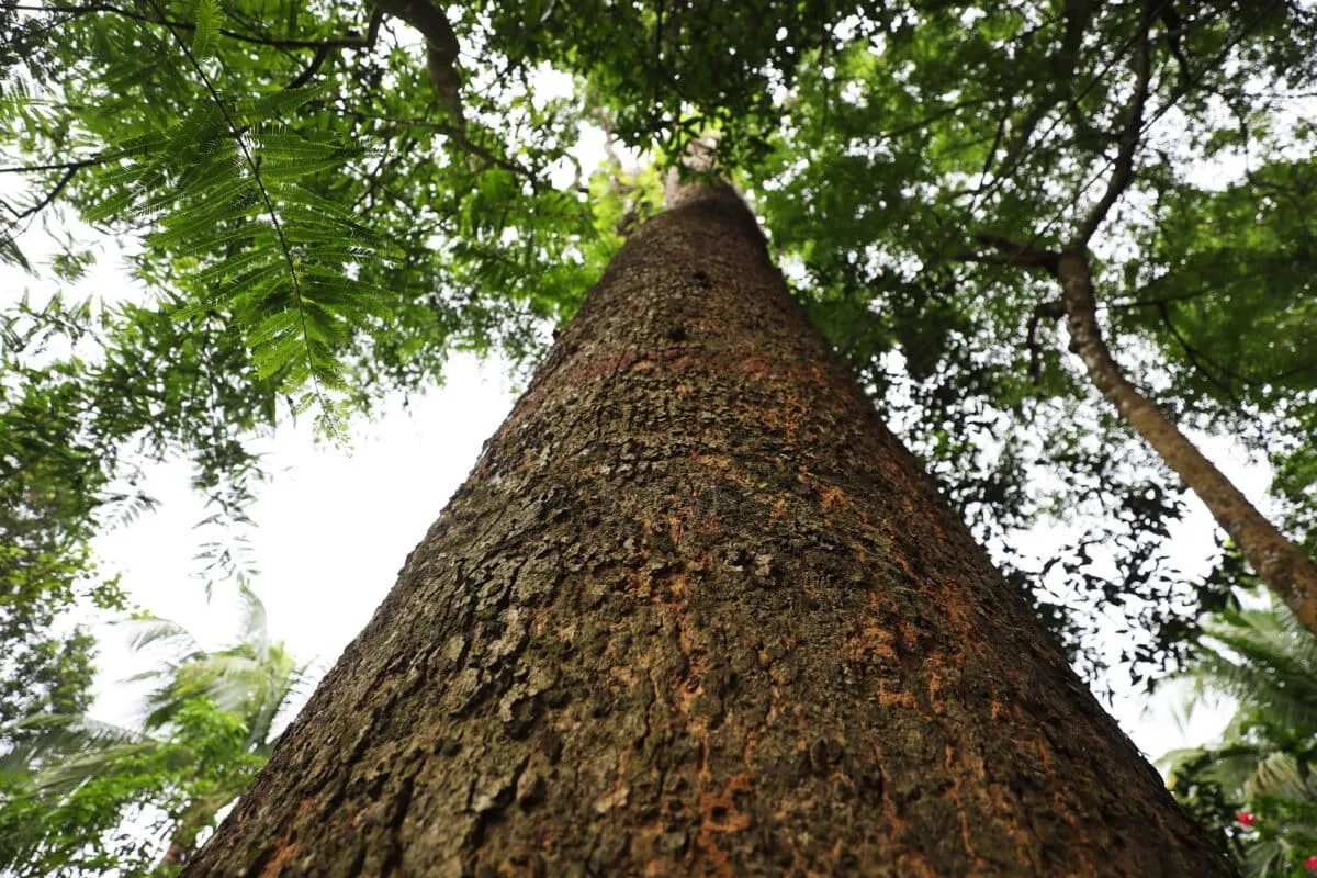 Conservation efforts help an endangered dipterocarp spread roots in Bangladesh