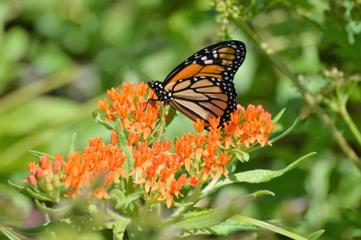 Mexico’s Forests Are Back. So Are Millions of Monarch Butterflies.