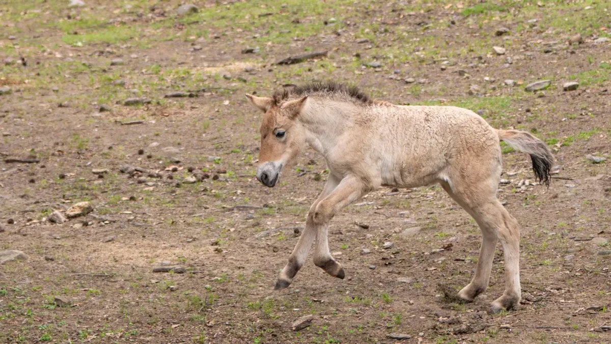 Rare Przewalski’s horse born in New York