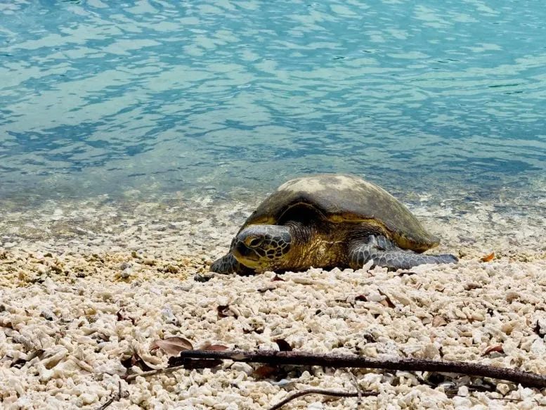 Scientists Tracked Galápagos Sea Turtles for Years – What They Found Was Unexpected
