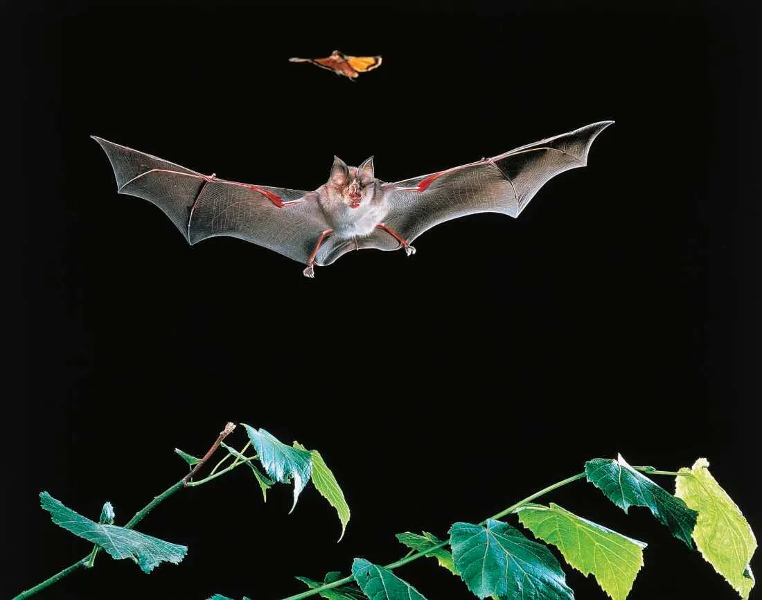UNSPECIFIED - MARCH 03: Greater Horseshoe Bat (Rhinolophus ferrumequinum), Rinolofidae, while catching a moth.