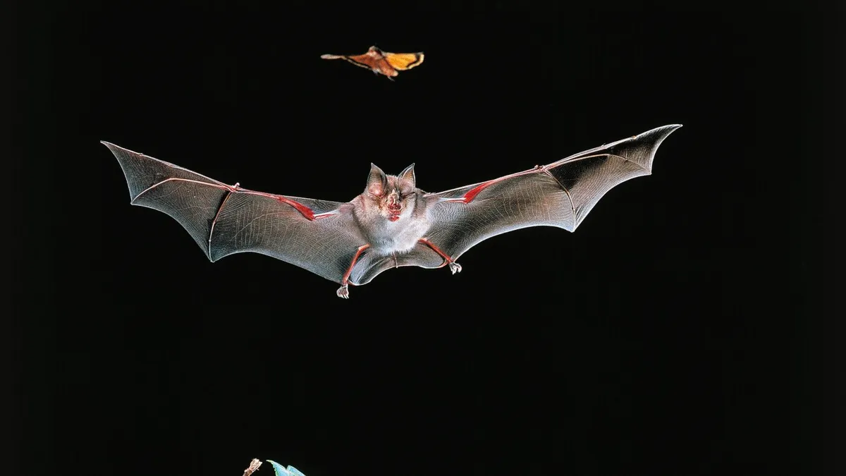 Vaccinating bats could be good for people. But how do you vaccinate a bat?