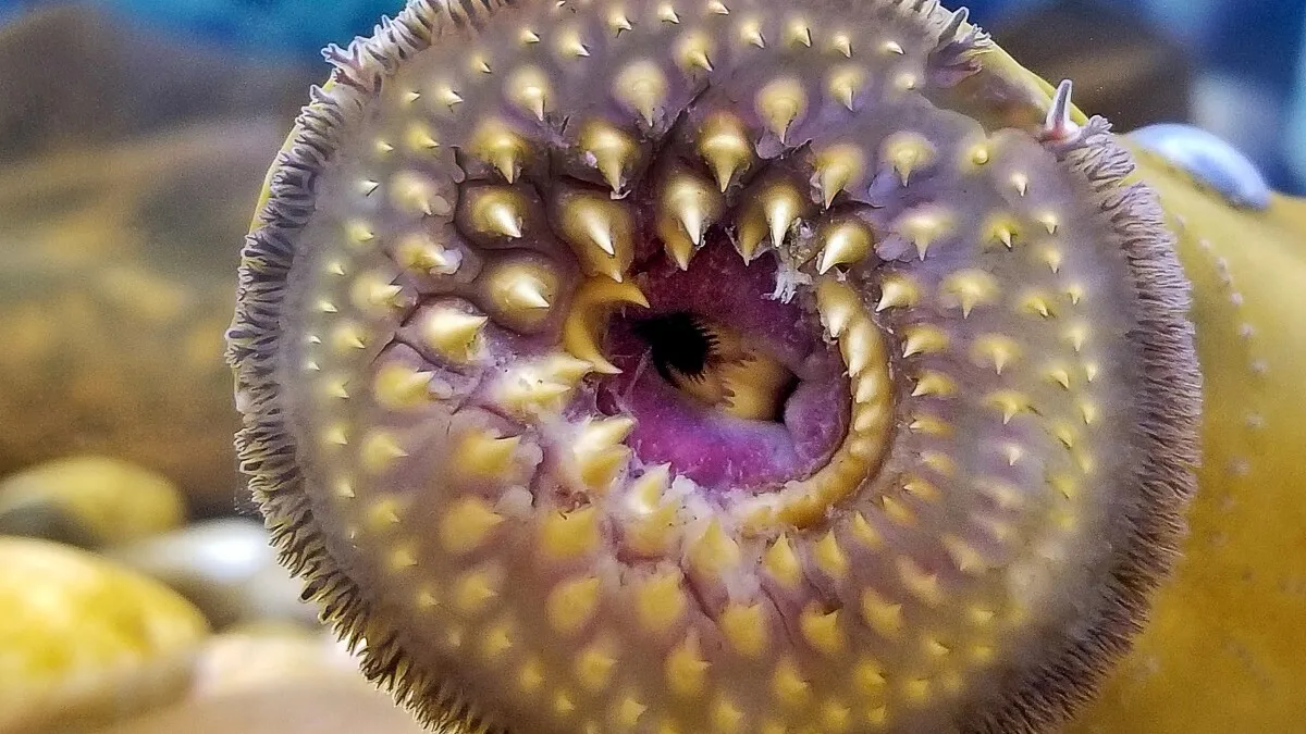 Lamprey-inspired suction cup lifts 850 times its own weight