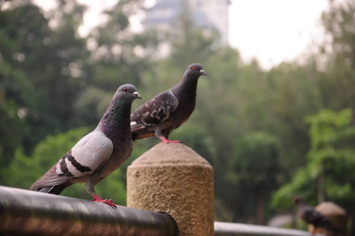 How pigeons find their way home: the answer is a magnetic compass in the liver