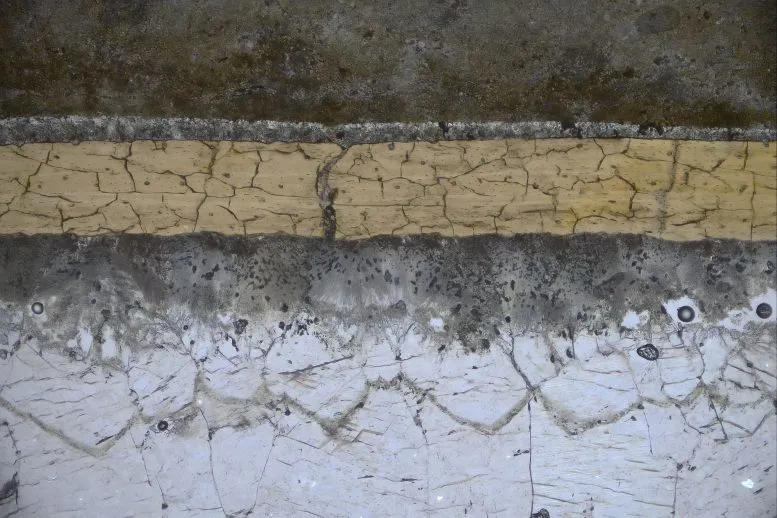 Microscope View of a Pterosaur Fossil Section Showing Carbon Coating and Mineral Layers