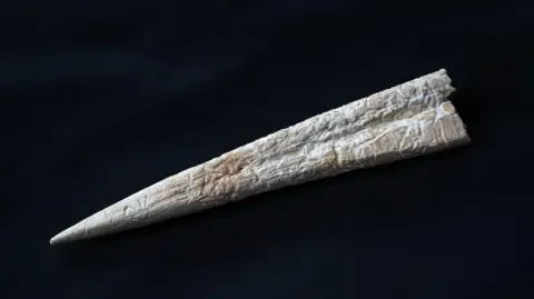 A small piece of bone that has been carved to a sharp point at one end. It may have been used to make holes when working leather. The pointed end is on the left and the wider end on the right. It is white and light brown and is set against a black background. There is a slight groove running about half way along its length from the wider end.