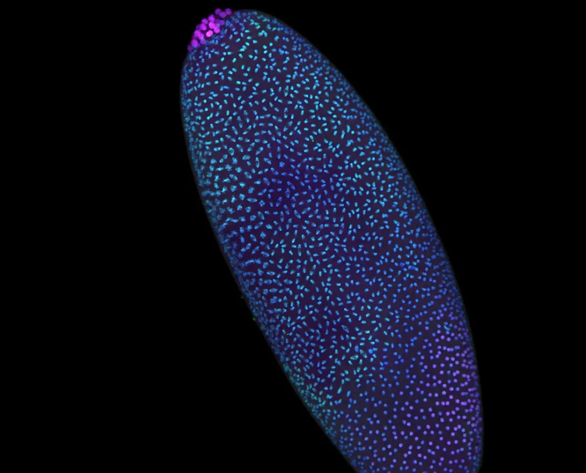 DNA organizes itself before life begins, study finds