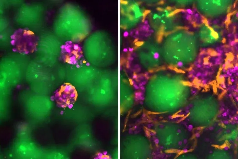 Engineered Mini Liver Graft Development