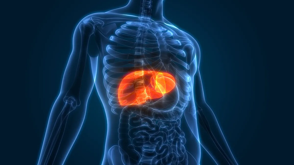 Scientists Create Tiny “Mini Livers” That Could One Day Replace Liver Transplants