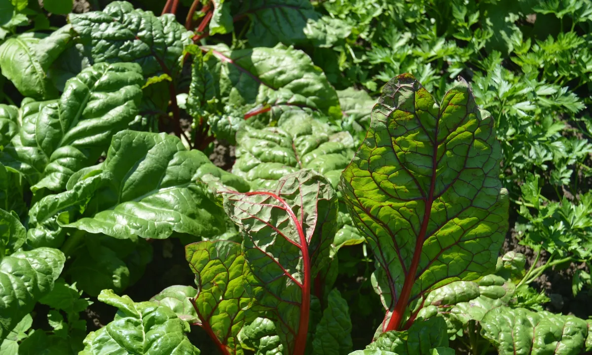 Mississippi's New Plan: Prescribing Broccoli Instead of Pills