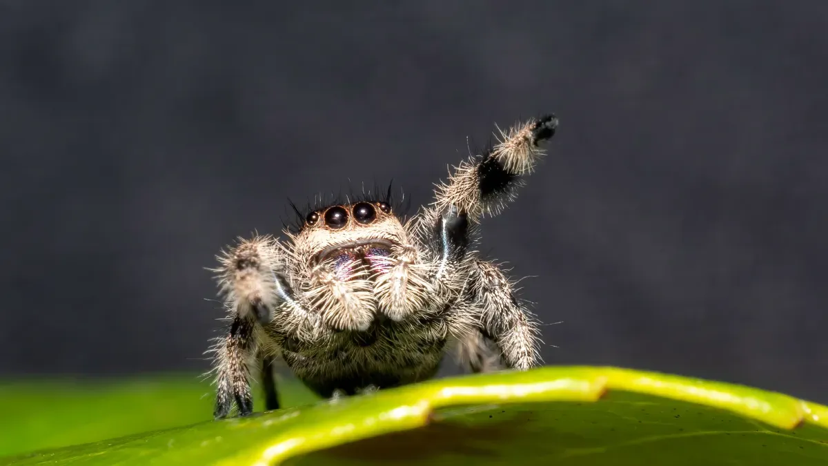 Jumping spiders inspire wildly efficient 3D camera
