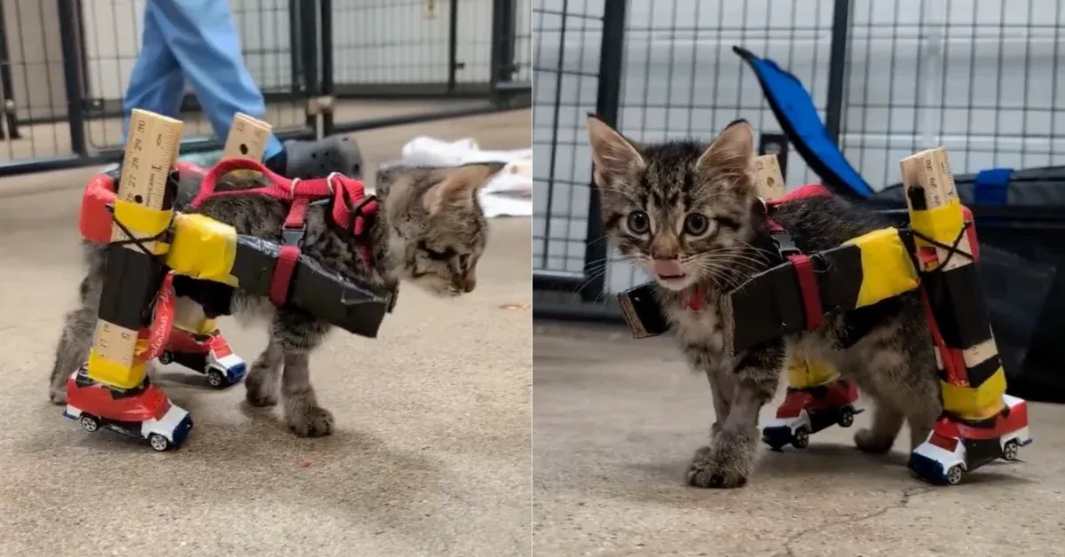 A Kitten Couldn't Walk. So a Vet Made Him a Hot Wheels Wheelchair.