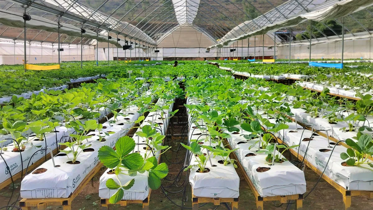A large polyhouse with multiple rows of strawberry plants growing on raised beds.