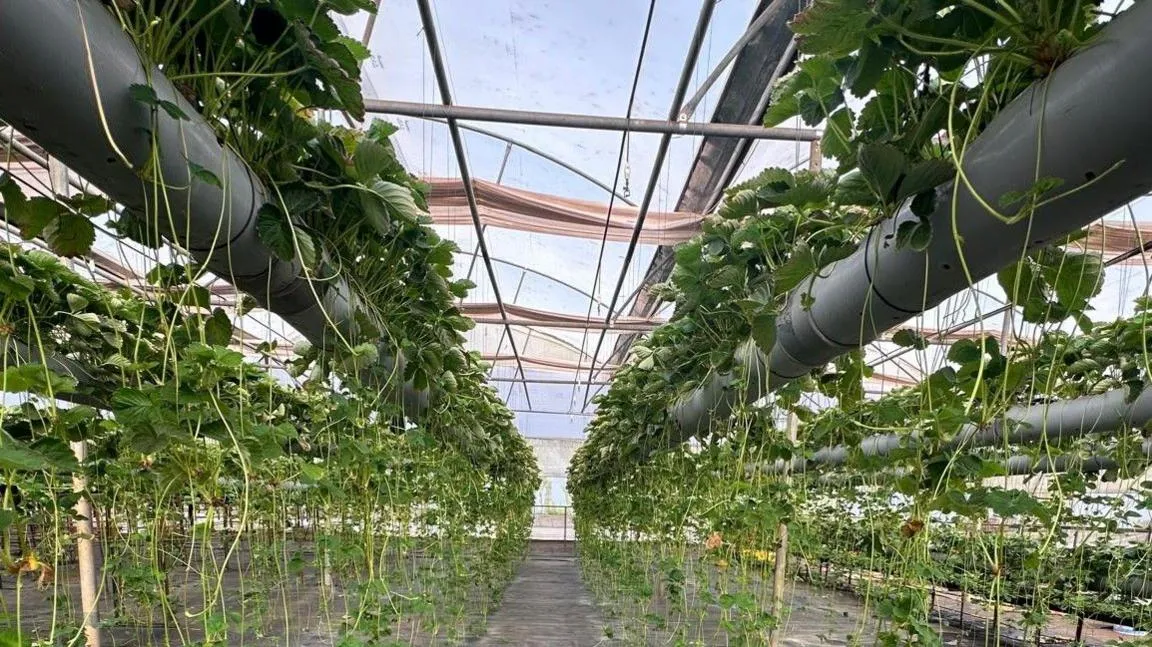 Strawberry plants grow in grey plastic tubes raised off the ground. Runners dangle down from the main plants.