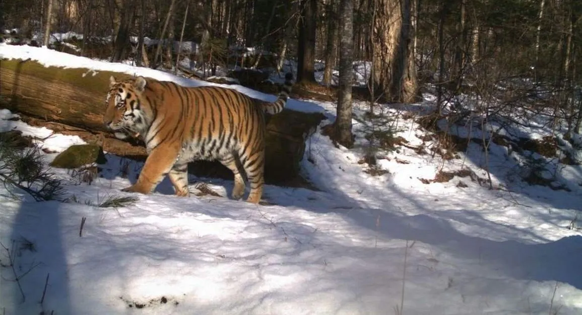 Kazakhstan plants 37,000 trees to bring tigers home after a century