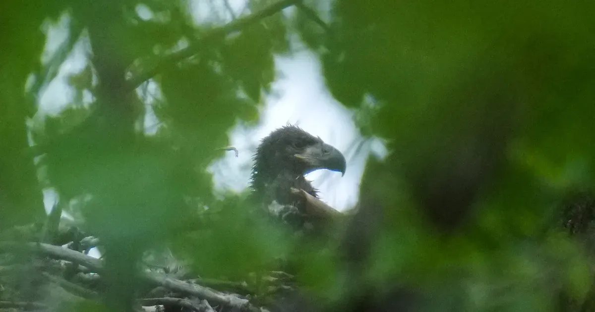 Chicago Welcomes Its First Bald Eagle Babies In Over 100 Years