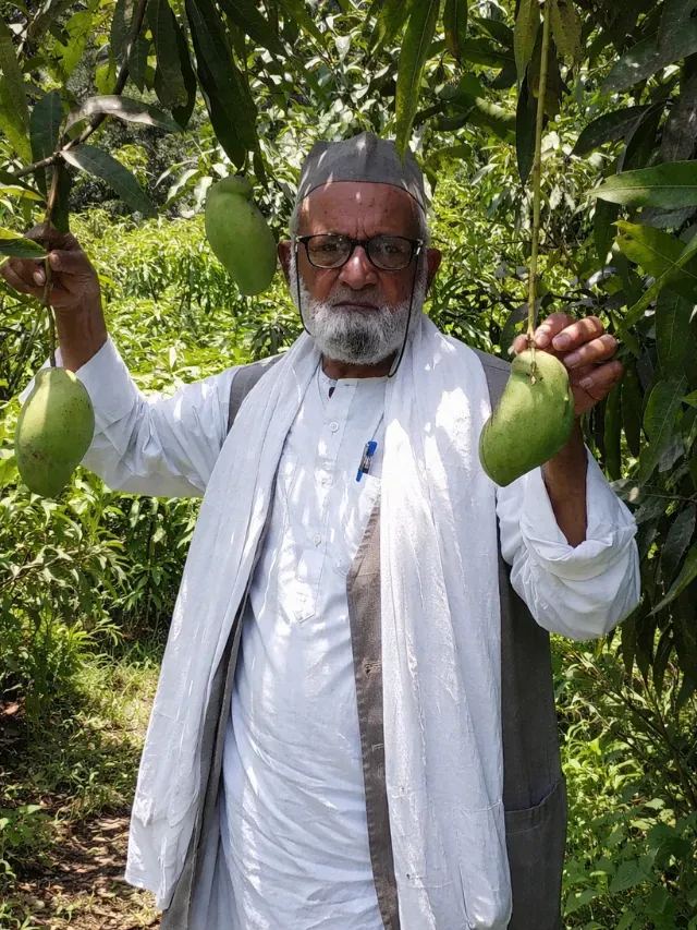 One Tree, 350 Mangoes: How an 84-Year-Old Rewrote Agriculture
