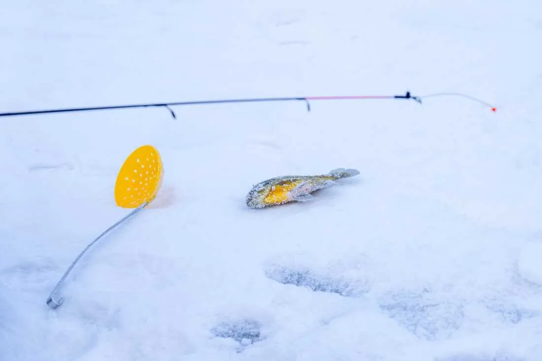A blue gill and ice skimmer rest on the ice as Tony Pavlak ice fishes on Monona Bay.