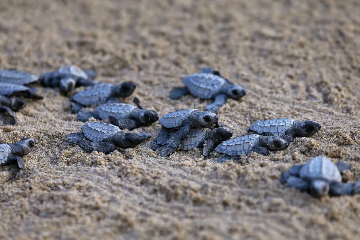 A Philippine Village Went From Playing With Turtle Eggs to Protecting Them