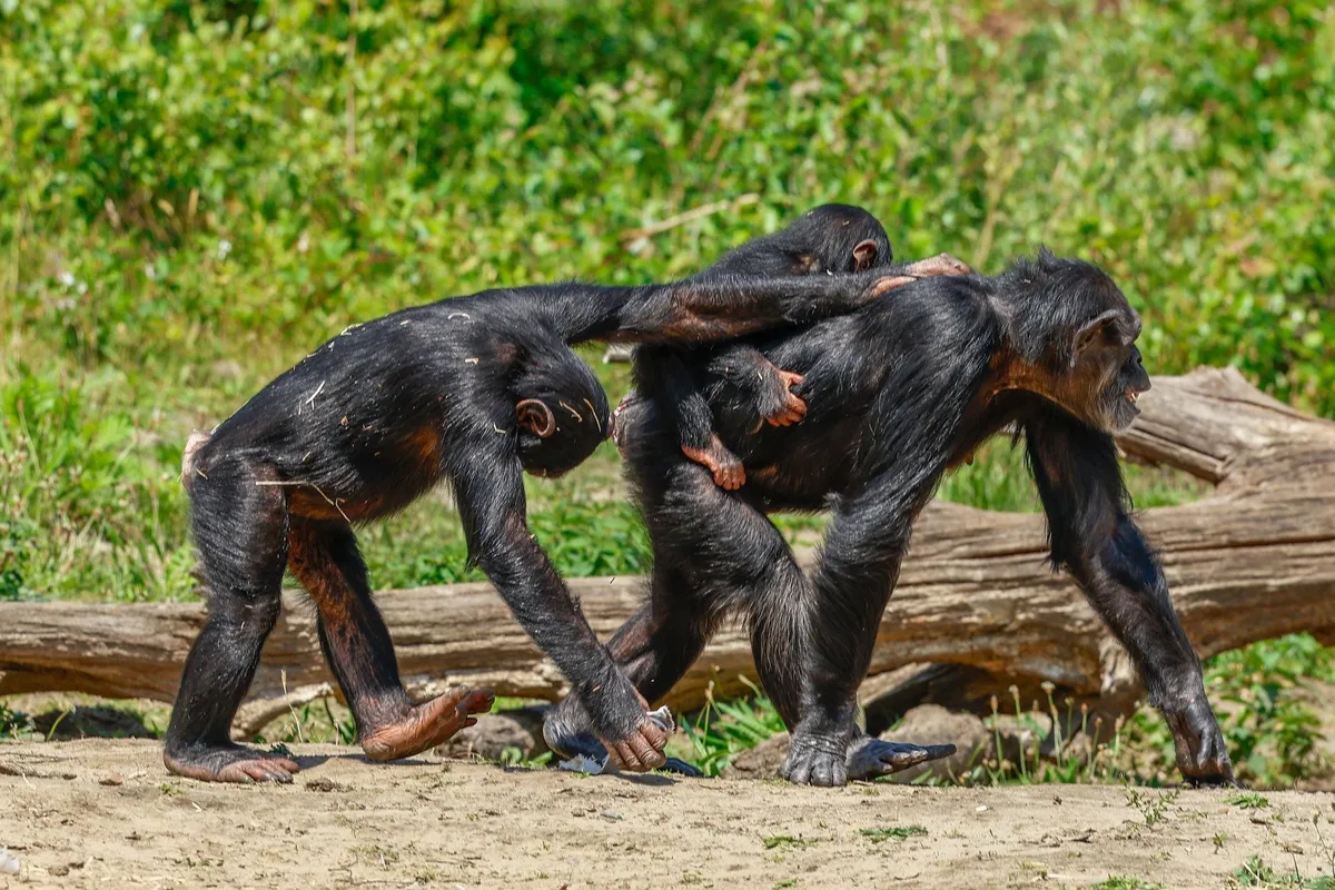 Chimpanzees give youngsters the tools to learn tricky techniques