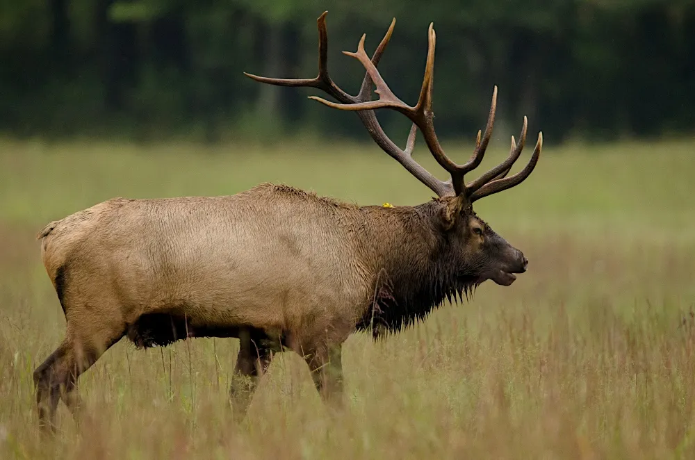 Turns Out the East Coast Has Its Own Wild, Unsung Comeback Story