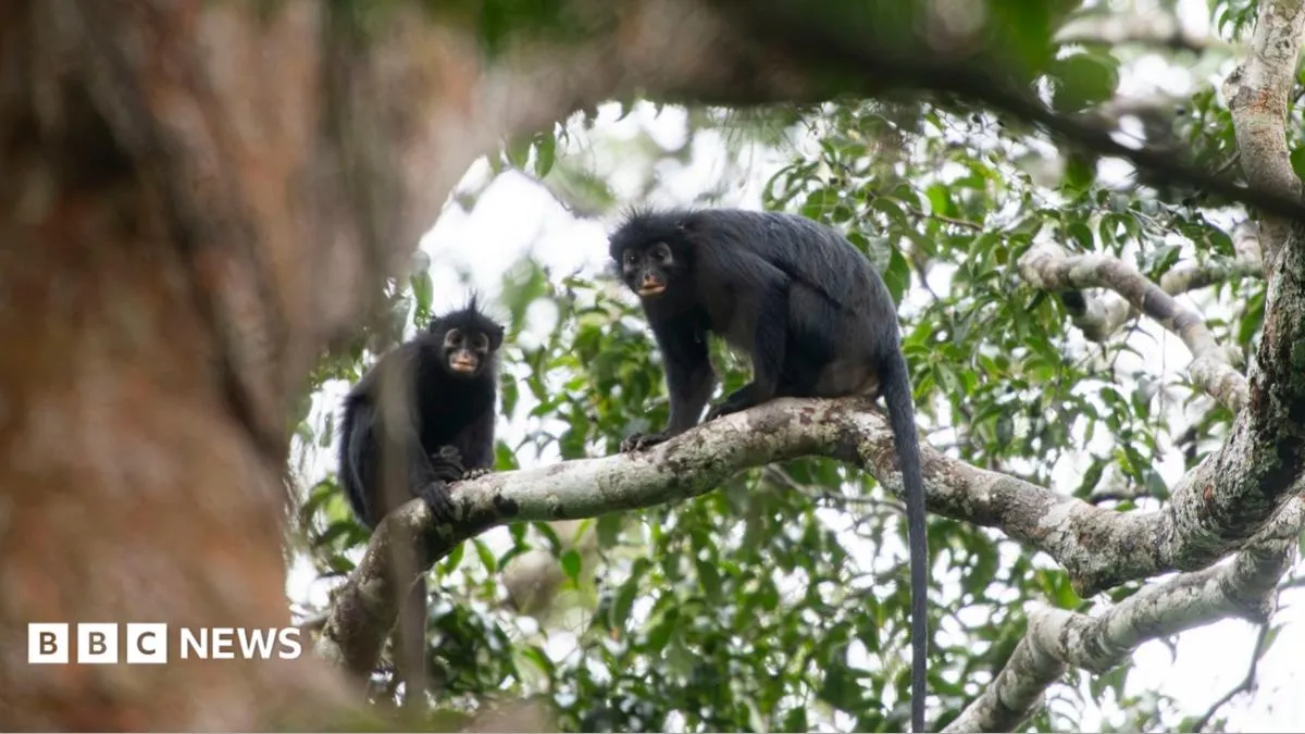 A New Monkey Species Was Hiding in Plain Sight. Just Look at Those Lips.