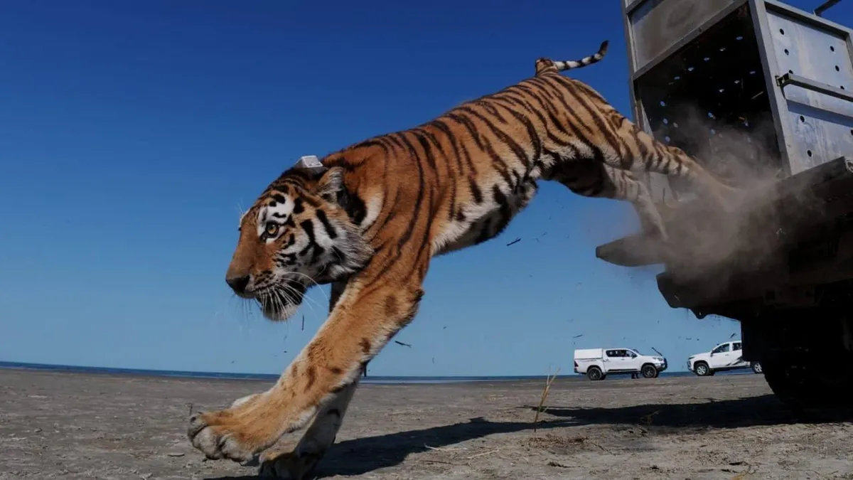 Kazakhstan Just Released Its First Wild Tiger in 70 Years