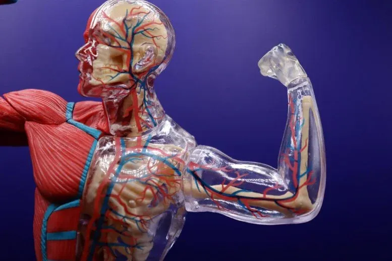 Scientists Discover an “Impossible” Way Muscle Filaments Can Grow