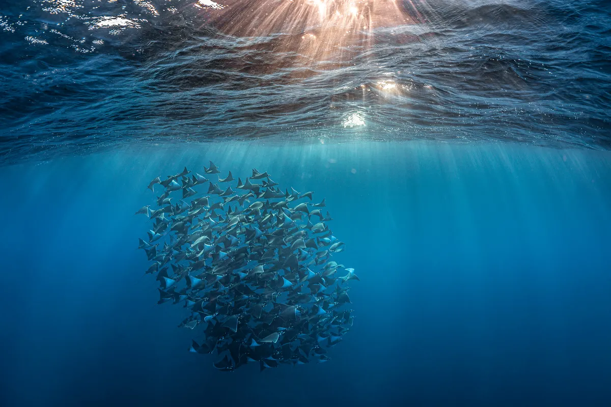 Article illustration