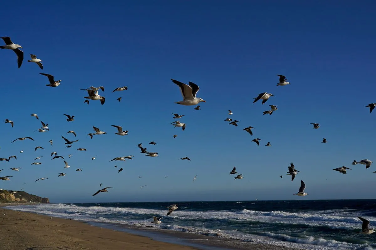 Seabirds Have Invisible Ocean Highways, And We Just Mapped Them