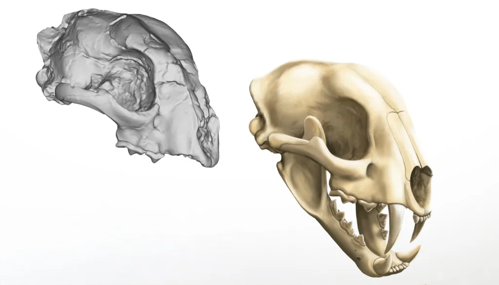 A scan of the fossil cranium of Adelphailurus kansensis unearthed in Arizona in 1939 (left) and a reconstruction of the full skull with upper canines.