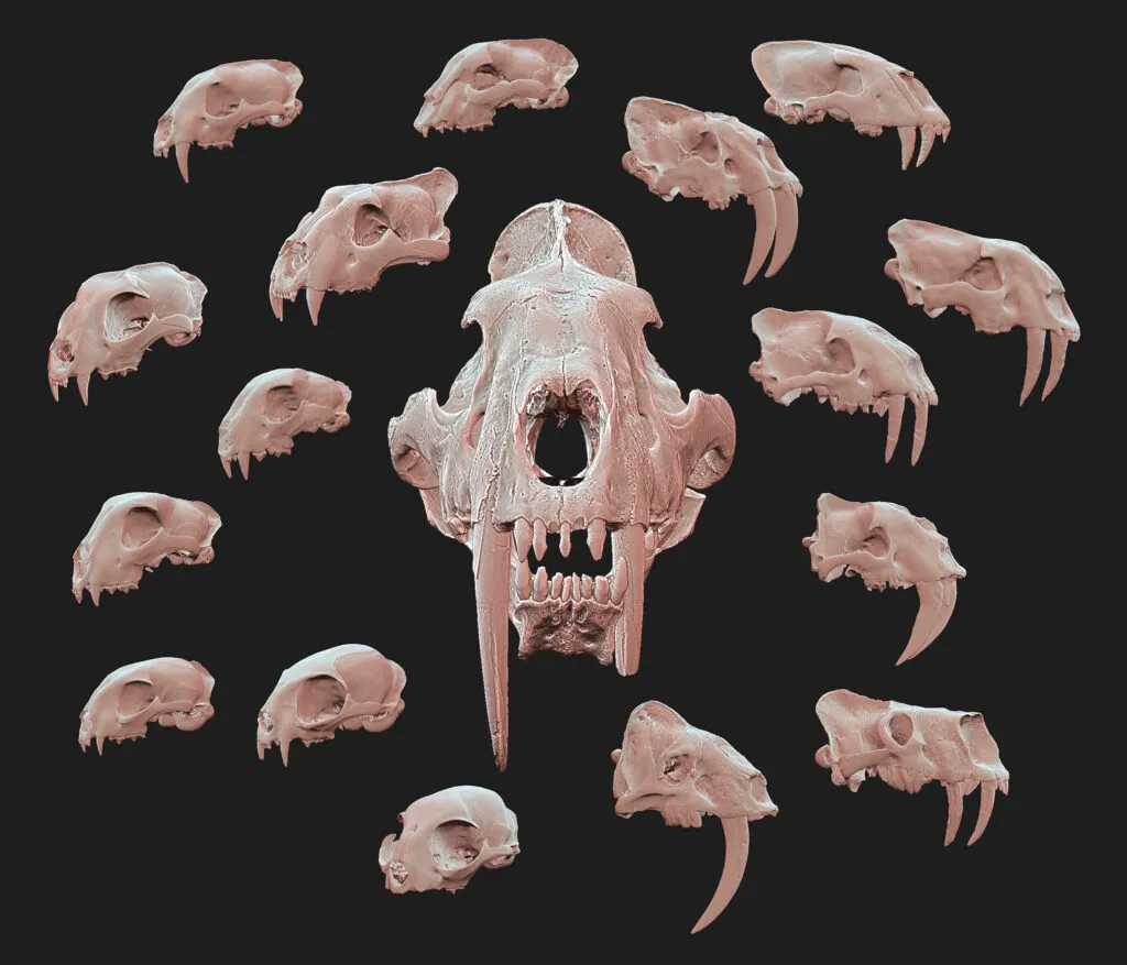 A 3D scan of the newly identified fossil skull of Adelphailurus kansensis, a saber-toothed cat from an ancient lineage before the cats developed their extra-long upper canines. Though upper canines from similar animals were found near this cranium in Arizona, the fossil was not found with canines attached.