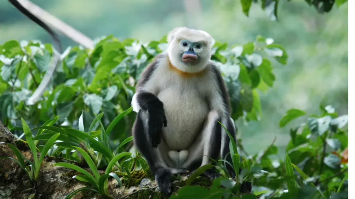 Vietnam's rarest monkeys are finally holding their own