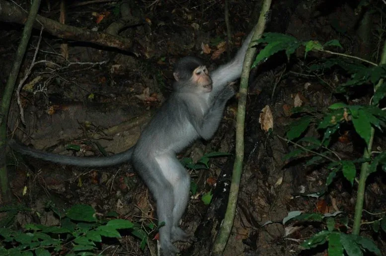 Monkeys Just Challenged a Major Assumption About How Human Ancestors Climbed
