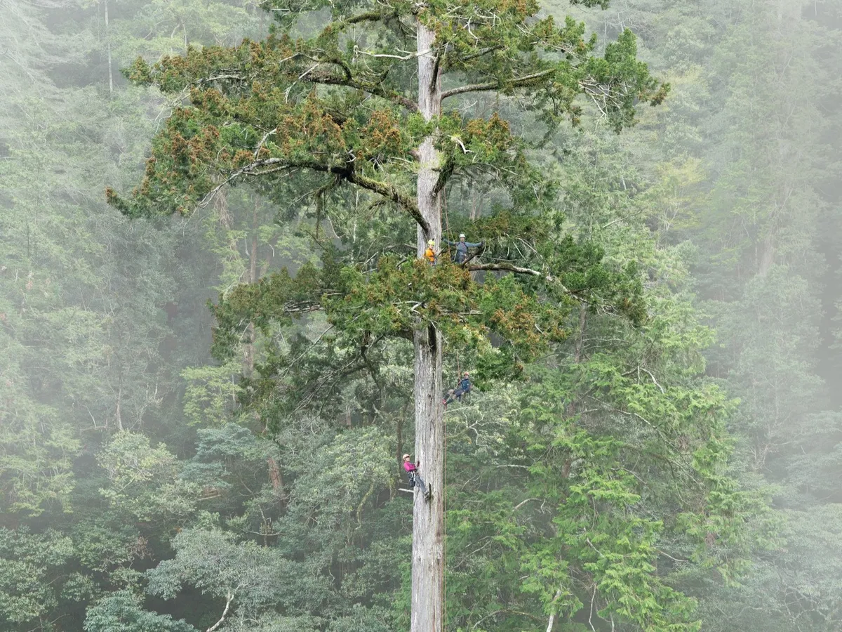 Taiwan’s tallest tree found with help of citizen science