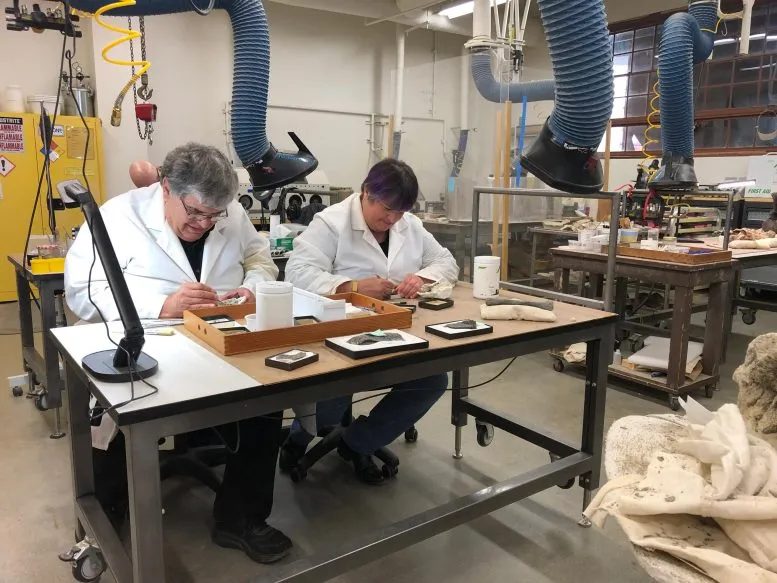 Dinosaur Institute volunteers Richard Hayes and Anne Baker-Hayes preparing Hayden Quarry Ghost Ranch fossils in NHMLAC’s Level 4 Fossil Lab.