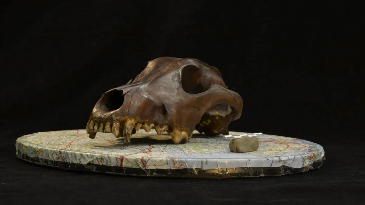 Could Ancient Dog Skulls Rewrite the Origin Story of Man's Best Friend?