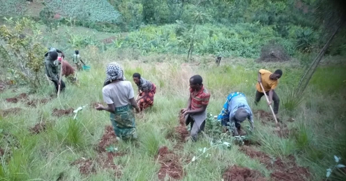Rwanda's Green Comeback: 90,000 Trees and Counting