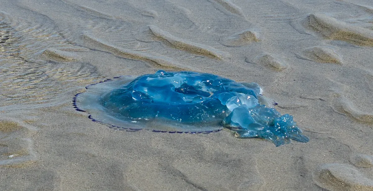 Jellyfish Swarm Overwhelms Nuclear Power Plant For The Second Time In 2 Years