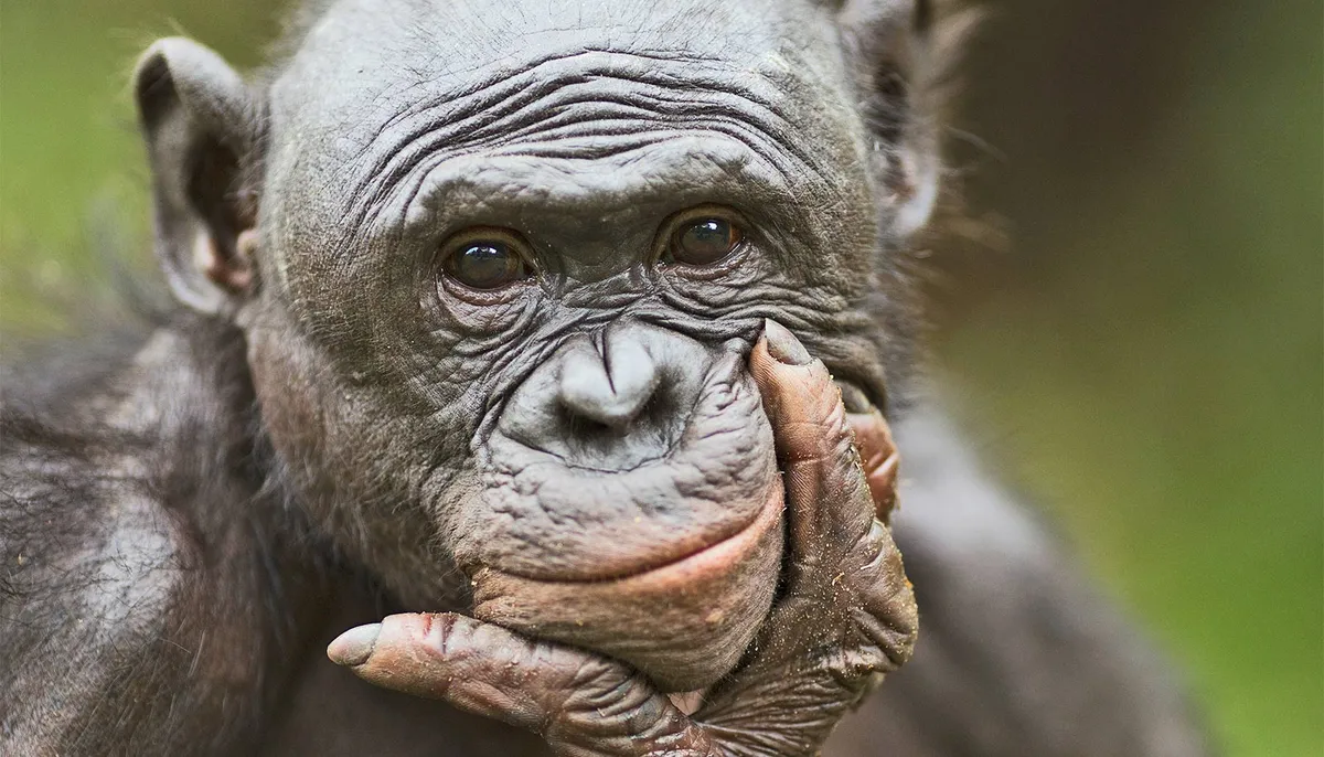 Apes can imagine things like humans do