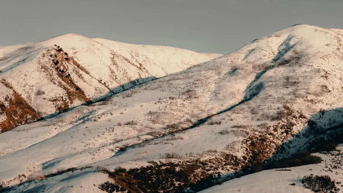 Lost dog survives 43 days alone in Colorado mountains