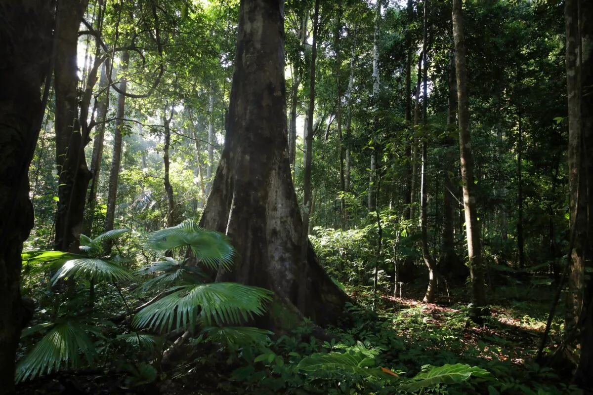 Tropical Forest Loss Just Saw a Huge Drop. There's a Catch.