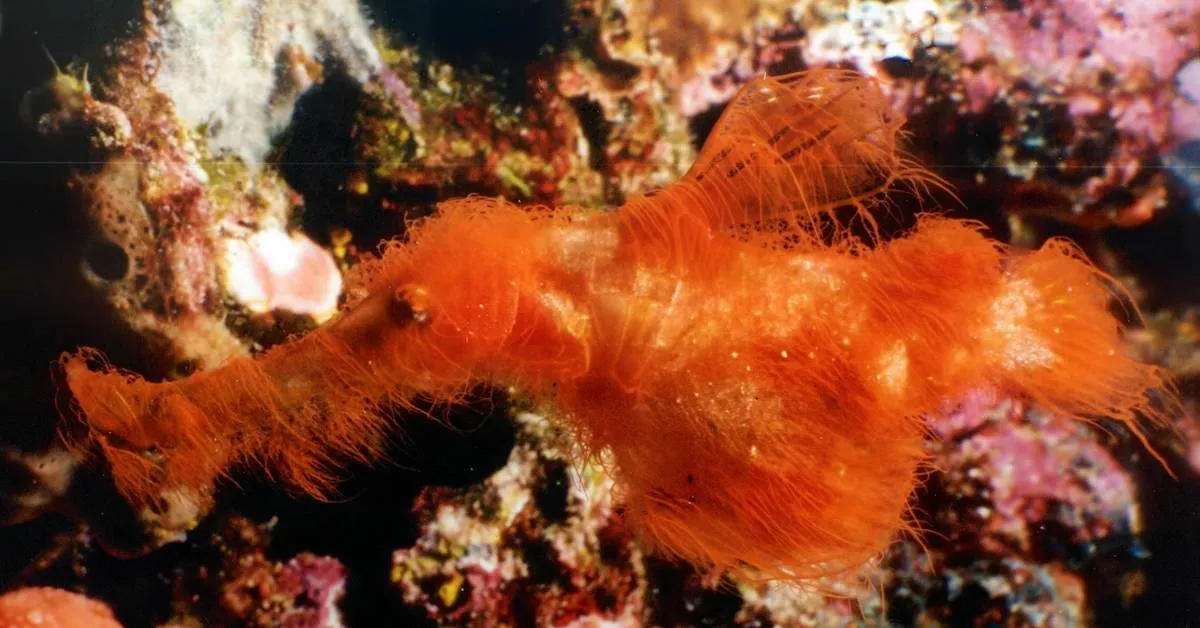 Scientists fell in love with this underwater 'Snuffleupagus' 23 years ago. It's finally being recognized as a new species