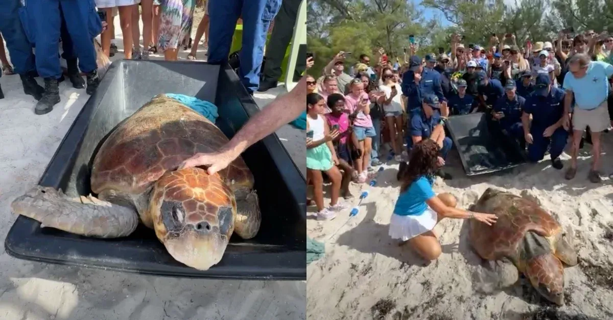 Massive 80-year-old sea turtle rescued by Florida Coast Guard triumphantly returns to the ocean