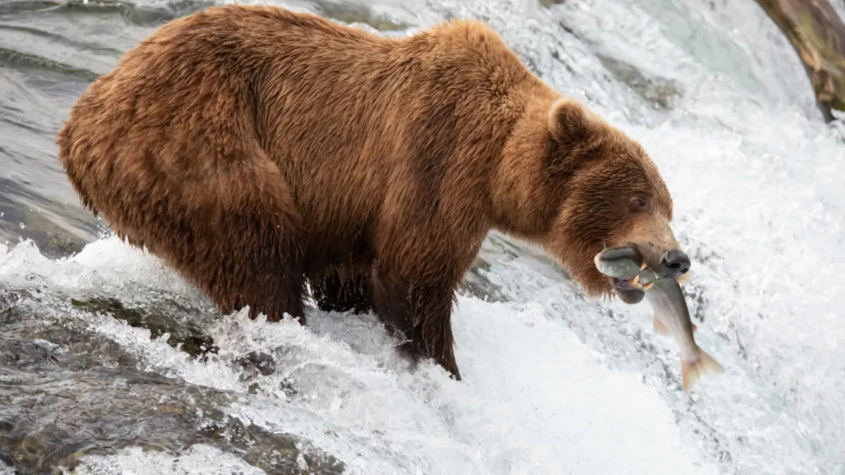 Fat Bear season officially kicks off today with live cam