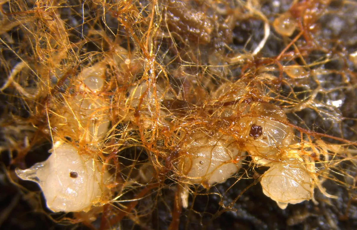 From Deadwood to Orchids: How Fungi Revive Nature's Forgotten Forests