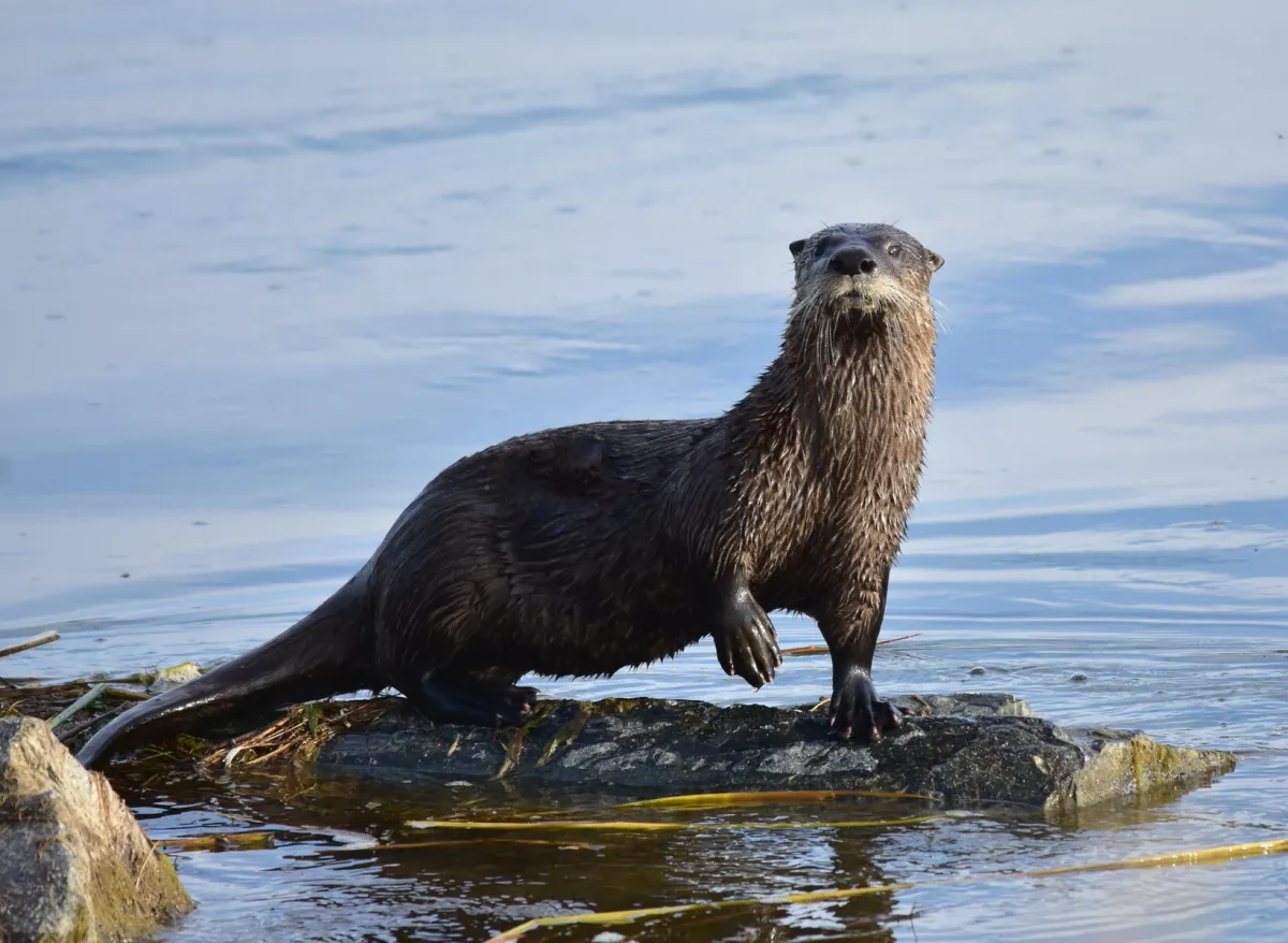 Colorado’s Rivers Are Teeming With Otters Again. Grab Your Binoculars.