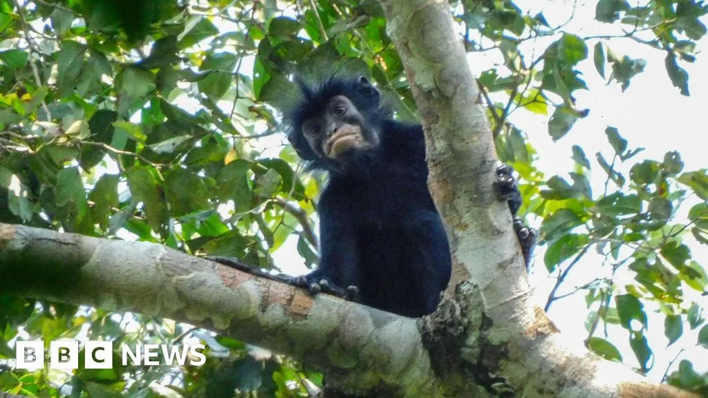 Meet the New Monkey with Lips That Could Launch a Skincare Line
